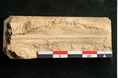 Foto (Detailansicht) von Arundo goepperti Heer (NHMW-GEO-2024-0188-11598)